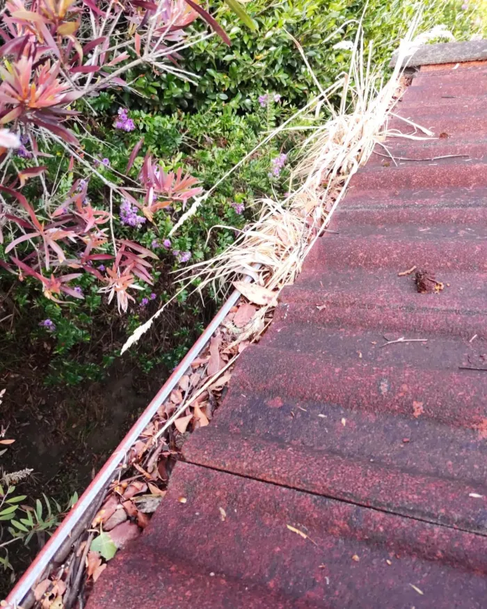 Gutter full of leaves and plant growth